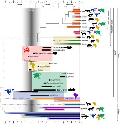 First digital study of the frontal sinus of stem-Canini (Canidae, Carnivora): evolutionary and ecological insights throughout advanced diagnostic in paleobiology